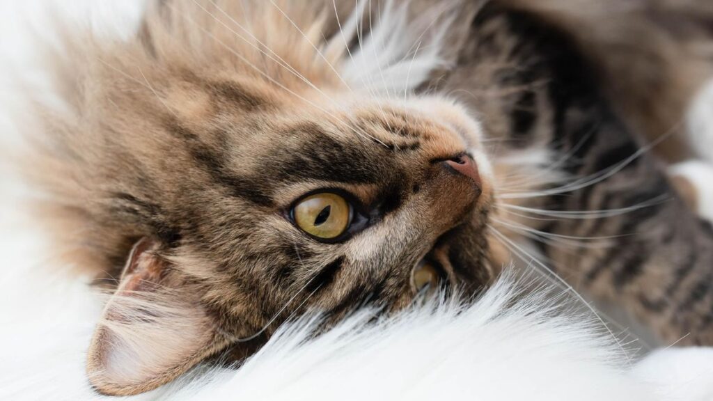 Süße Katze mit langen Haaren