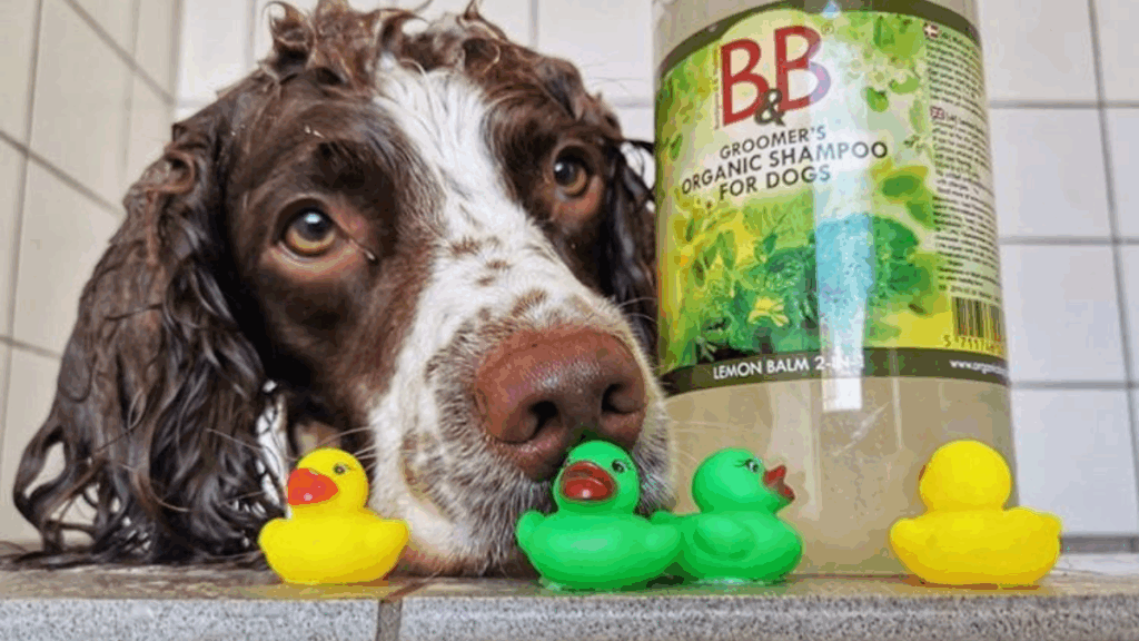 Hunde in Badewanne beim Duschen.