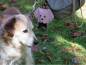 Preview: Kotbeutelspender Hund rosa