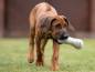Preview: Herz + Hund Knochen Hundespielzeug braun