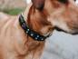 Mobile Preview: Hunter Sioux Hundehalsband mit dekorativen Besätzen aus Rindsleder Nahaufnahme