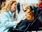 Mobile Preview: InnoPet® Premium Cozy Hundebuggy für kleine Hunde schwarz mit Hund