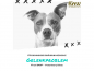Preview: Petman Raw Joint Balance Hundefutter bei Gelenkproblemen
