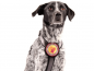 Preview: StyleSnout® Patch it Sticker Ein Herz für Streuner am Hund