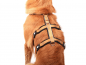 Mobile Preview: StyleSnout Patch & Safe Sicherheitsgeschirr gold schwarz am Hund