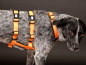 Preview: StyleSnout Patch & Safe Sicherheitsgeschirr im Einsatz am Hund seitlich