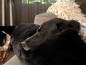 Mobile Preview: StyleSnout Schlafschlange für Hunde 100 x 25 cm schwarz mit schwarzem Hund