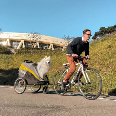InnoPet Hercules Fahrradanhänger Hund grau gelb mit Hund im Einsatz