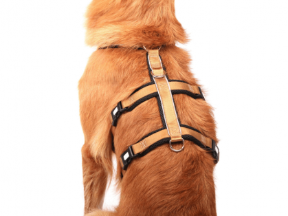StyleSnout Patch & Safe Sicherheitsgeschirr gold schwarz am Hund