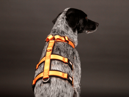 StyleSnout Patch & Safe Sicherheitsgeschirr im Einsatz am Hund Hinteransicht