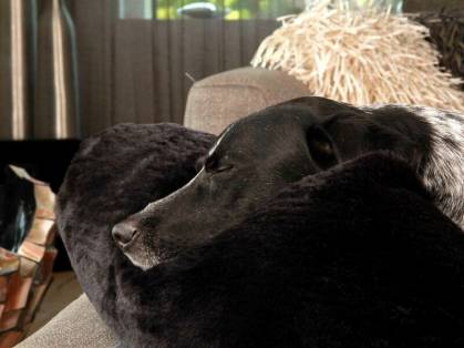 StyleSnout Schlafschlange für Hunde 100 x 25 cm schwarz mit schwarzem Hund