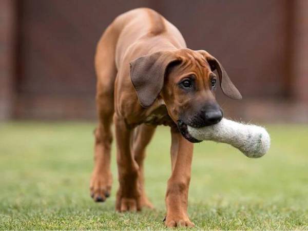 Herz + Hund Knochen Hundespielzeug braun