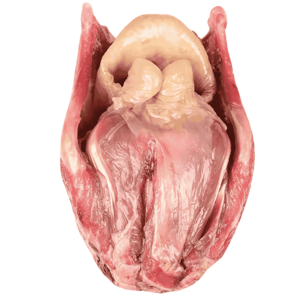 Rinderkehlkopf Frostfutter für Hunde