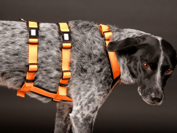 StyleSnout Patch & Safe Sicherheitsgeschirr im Einsatz am Hund seitlich