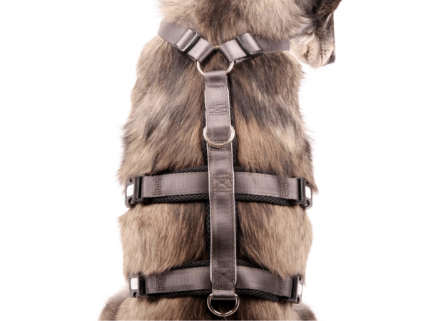 StyleSnout Patch & Safe Sicherheitsgeschirr silber schwarz am Hund