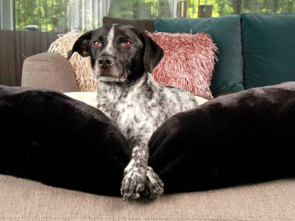 StyleSnout Schlafschlange für Hunde 100 x 25 cm schwarz mit Hund