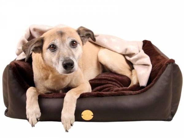 StyleSnout Sleep’n’Style Hundebett 80 x 65 cm dunkelbraun mit Hund